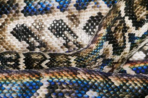 Snake Skin Stock Photos