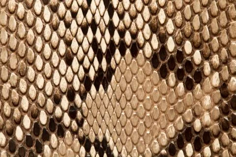 Snake skin 스톡 사진