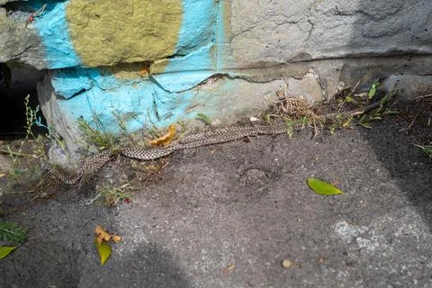 Snake Skin Stock Photos