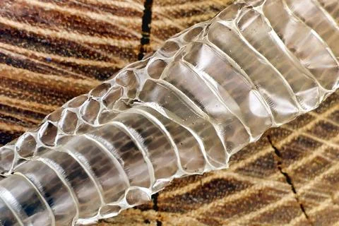 Snake skin. Stock Photos