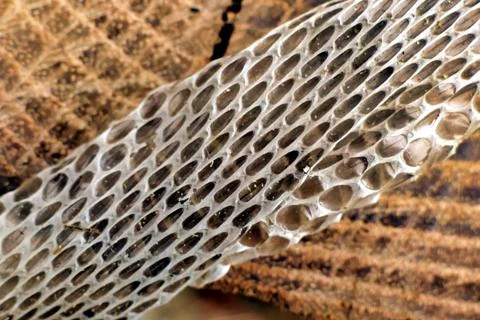 Snake skin. Stock Photos