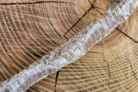 Snake skin. Stock Photos