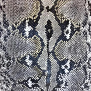 Snake skin python pattern textile texture Stock Illustration