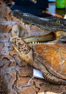 Snake skin, python, turtle, crocodile, exotic animals confiscated by border.. Photos