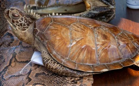 Snake skin, python, turtle, crocodile, exotic animals confiscated by border.. Photos