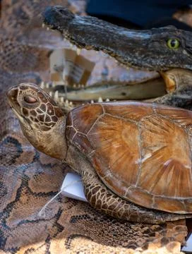 Snake skin, python, turtle, crocodile, exotic animals confiscated by border.. Stock Photos