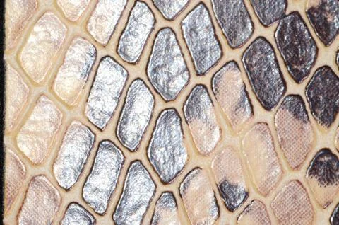 Snake skin seamless pattern texture Stock Photos