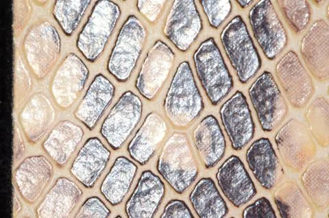 Snake skin seamless pattern texture Photos