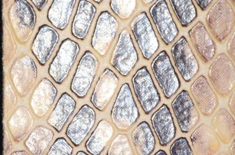 Snake skin seamless pattern texture Foto stock