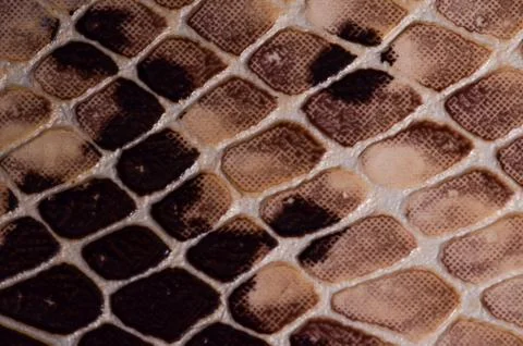 Snake skin seamless pattern texture Photos