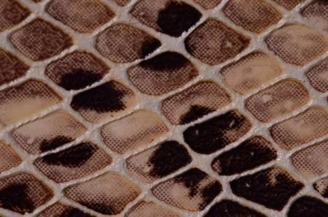 Snake skin seamless pattern texture 스톡 사진