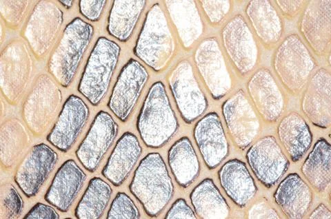 Snake skin seamless pattern texture Stock Photos