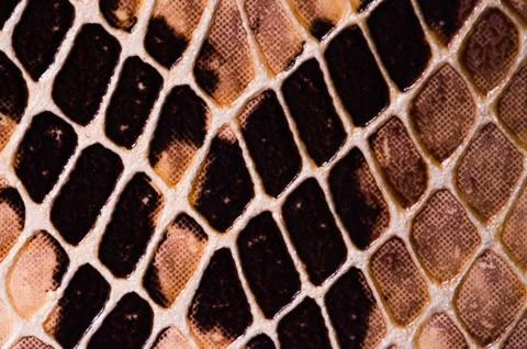 Snake skin seamless pattern texture Stock Photos