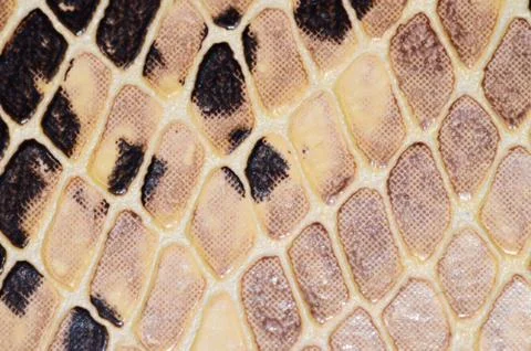 Snake skin seamless pattern texture 写真素材