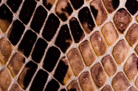 Snake skin seamless pattern texture Foto stock
