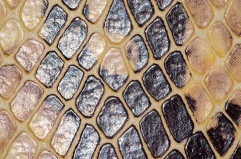 Snake skin seamless pattern texture 写真素材