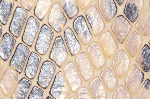 Snake skin seamless pattern texture 写真素材