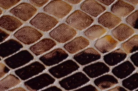 Snake skin seamless pattern texture Foto stock
