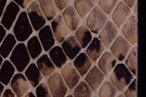 Snake Skin Seamless Pattern Texture 스톡 사진