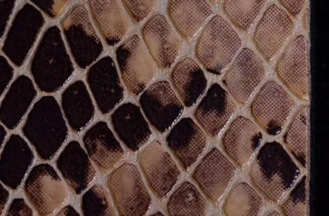 Snake Skin Seamless Pattern Texture Foto stock