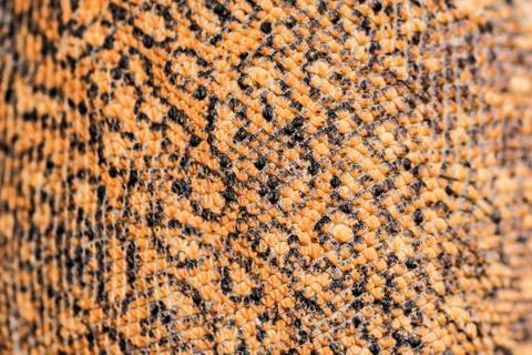 Snake skin surface texture close up Stock Photos