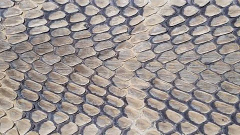 Snake skin texture background Stock Photos