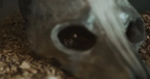 Snake in the skull Stock Footage 133534156