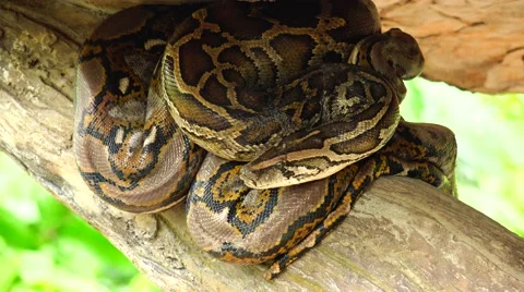 Snake sleeping in a tree. Stock Footage 63047834