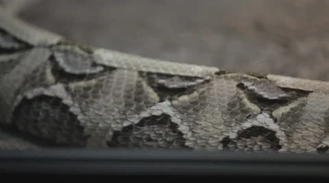 Snake slides past camera Video stock 24383929