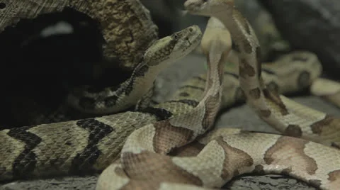 Snake slinks back into shadows from other restless snakes Stock Footage 24632993