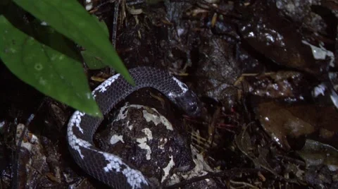 Snake slither in leaf litter at night smelling with tongue in lowland rainforest Stock Footage 56020917