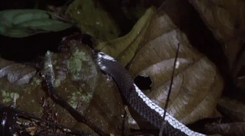 Snake slither in leaf litter at night smelling with tongue in lowland rainforest Stock Footage 56020932