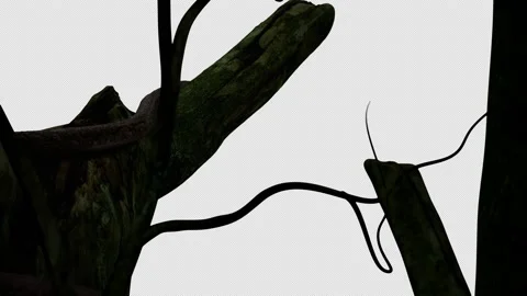 Snake slither on tree. Stock Footage 151759247