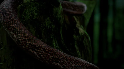 Snake slither on the tree. Vidéo 152043902