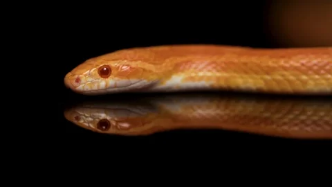 SNAKE SLITHERING 2 SHOT COMPILATION REFLECTION Stock Footage 87415488