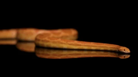 SNAKE SLITHERING 2 SHOT COMPILATION 002 Stock Footage 87416187