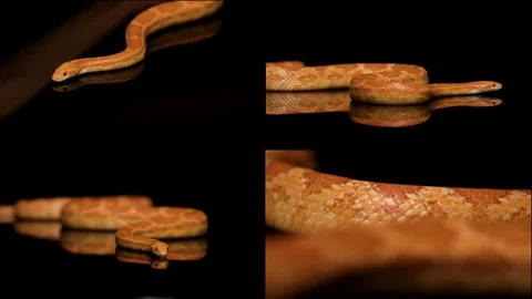 SNAKE SLITHERING 4 SHOT COMPILATION REFLECTION Stock Footage 87415301