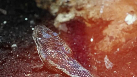Snake slithering across dark soil with visible texture 動画素材 331870730