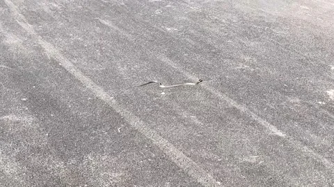Snake slithering across a textured asphalt surface Stock Footage 322605268