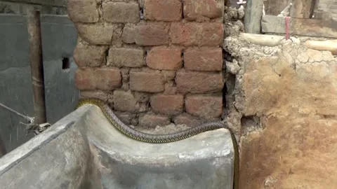 A snake is slithering along the corner of an old brick wall Stock Footage 318357203