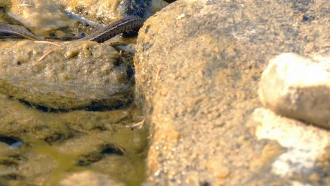 Snake slithering around in rocks Stock Footage 113593340