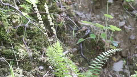 Snake slithering away on a hike Видео 308672216
