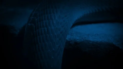 Snake Slithering Closeup At Night Stock Footage