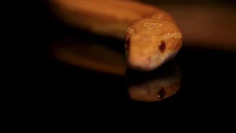 SNAKE SLITHERING CU ONLY Stock Footage 87416367