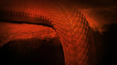 Snake Slithering Up In Firelight Stock Footage 258834591