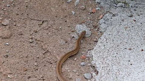 Snake slithering on the floor. Stock Footage 306994731