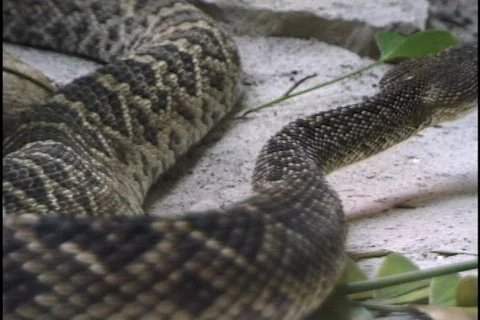 Snake slithering Stock-Footage 298347