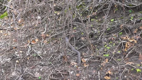 Snake slithering on the ground Stock Footage 146653324