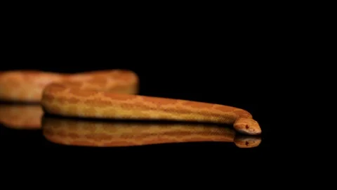 SNAKE SLITHERING MEDIUM BODY Stock Footage 87416649