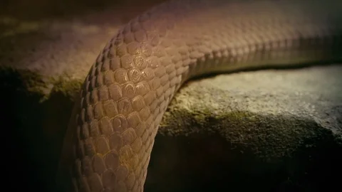 Snake Slithering Over Ledge Closeup Stock Footage 74139353
